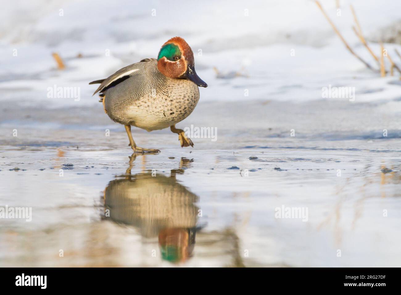 Eurasian Teal, Anas crecca male foraging in patly ice covered pond Stock Photo