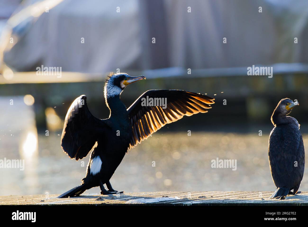 Aalscholver, Great Cormorant, Phalacrocorax carbo perched in harbor drying wings with back light morning Stock Photo
