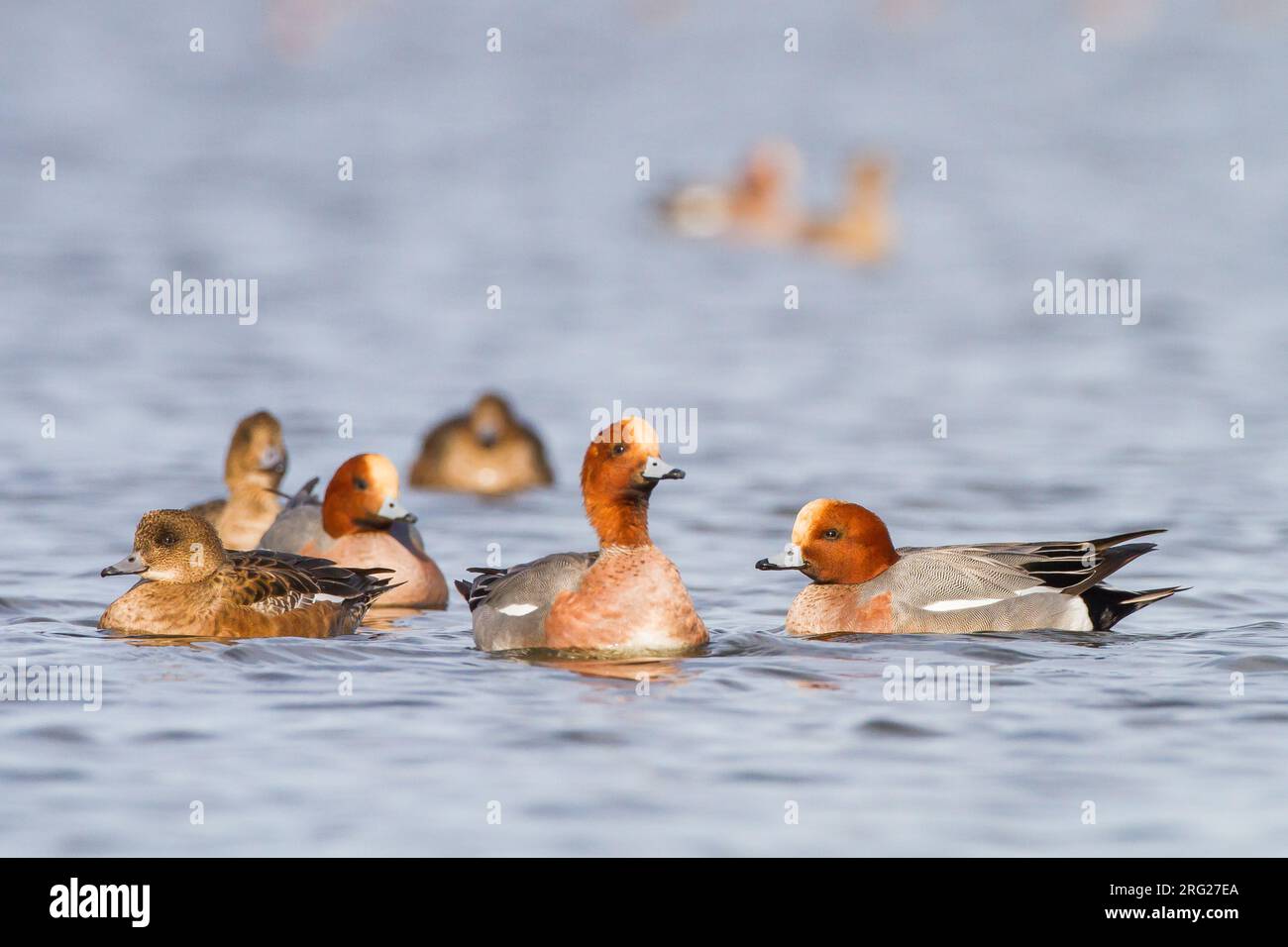 Smient, Eurasian Wigeon, Anas penelope wintering birds on lake during frost period Stock Photo