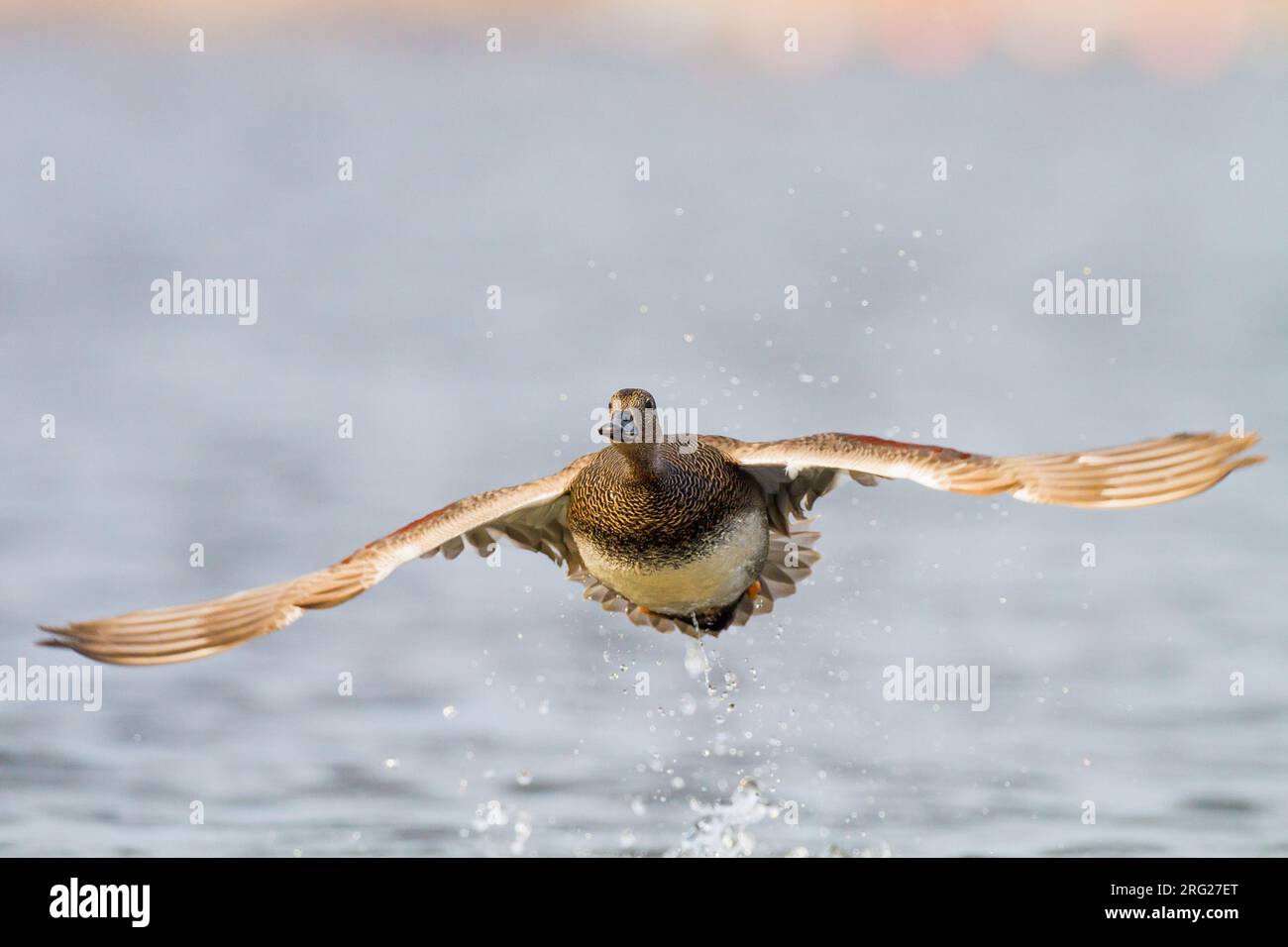 Krakeend; Gadwall; Anas strepera wintering ducks on lake during frost period Stock Photo