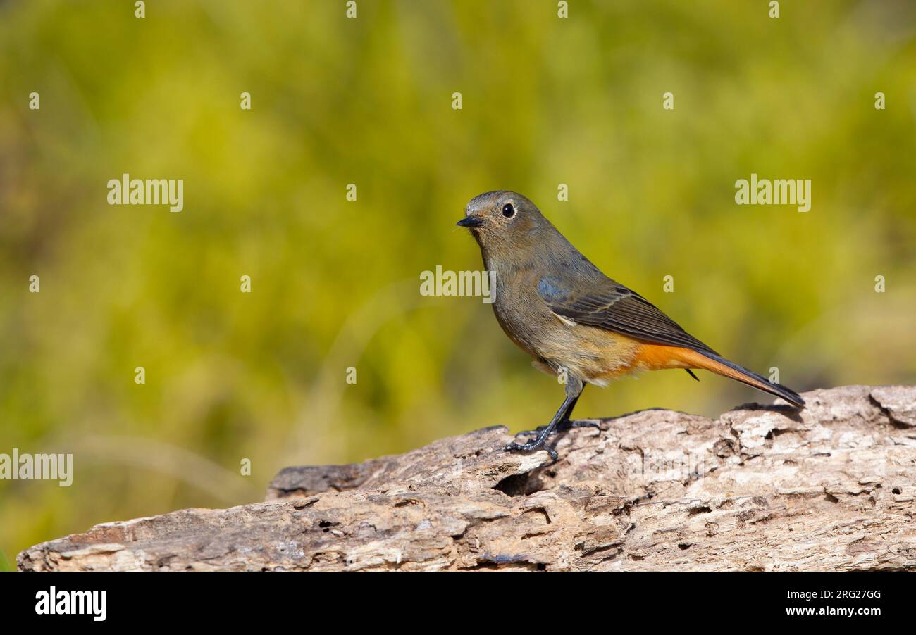 Blue-fronted Redstart (Phoenicurus frontalis) female at Doi Lang, Thailand Stock Photo