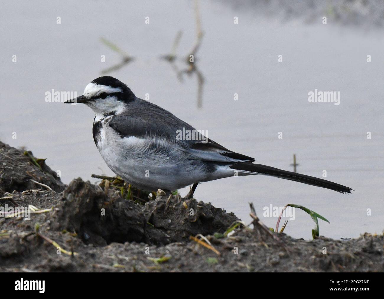 Wintering Black-backed Wagtail (Motacilla lugens) in Japan. Stock Photo
