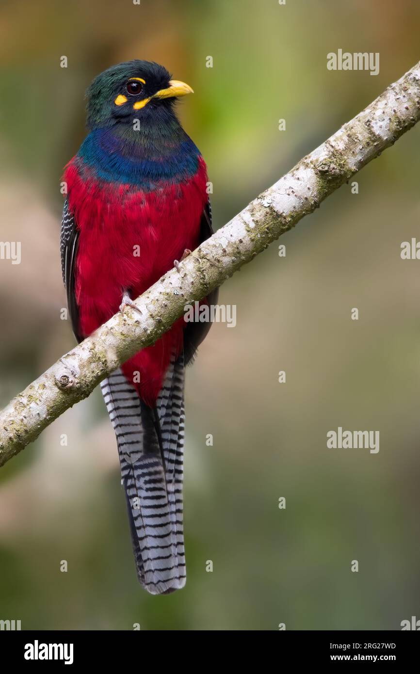 Adult Bar-tailed Trogon (Apaloderma vittatum) perched on a branch in a rainforest in Equatorial Guinea and Bioko. Stock Photo