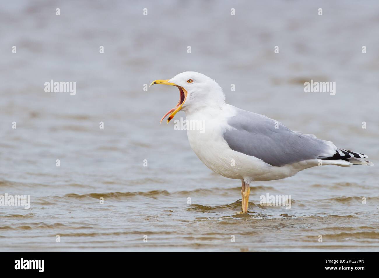 Yellow-legged Gull, Larus michahellis, adult winter standing in water seen from side Stock Photo