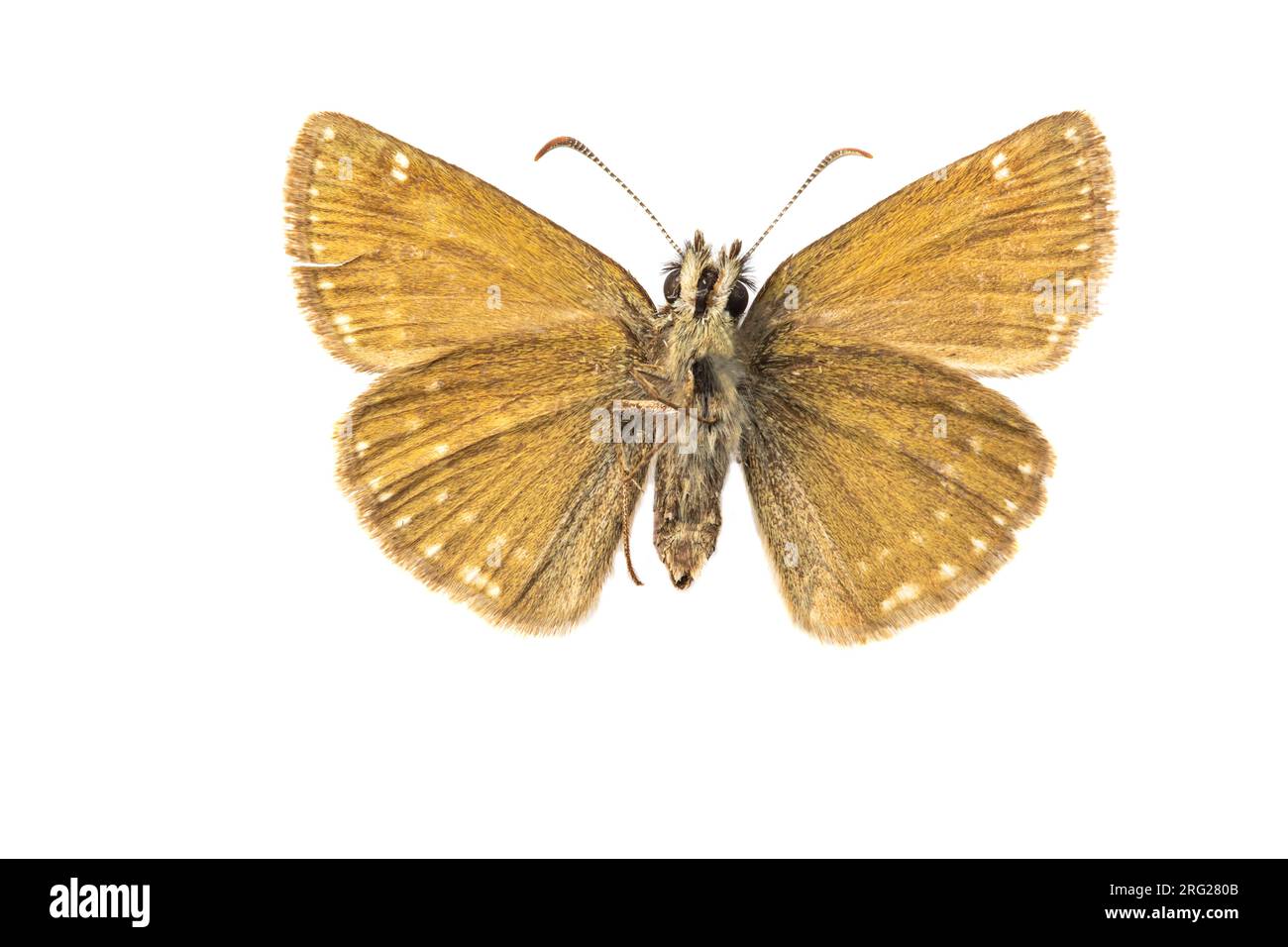 Dingy Skipper, Bruin Dikkopje, Erynnis tages Stock Photo