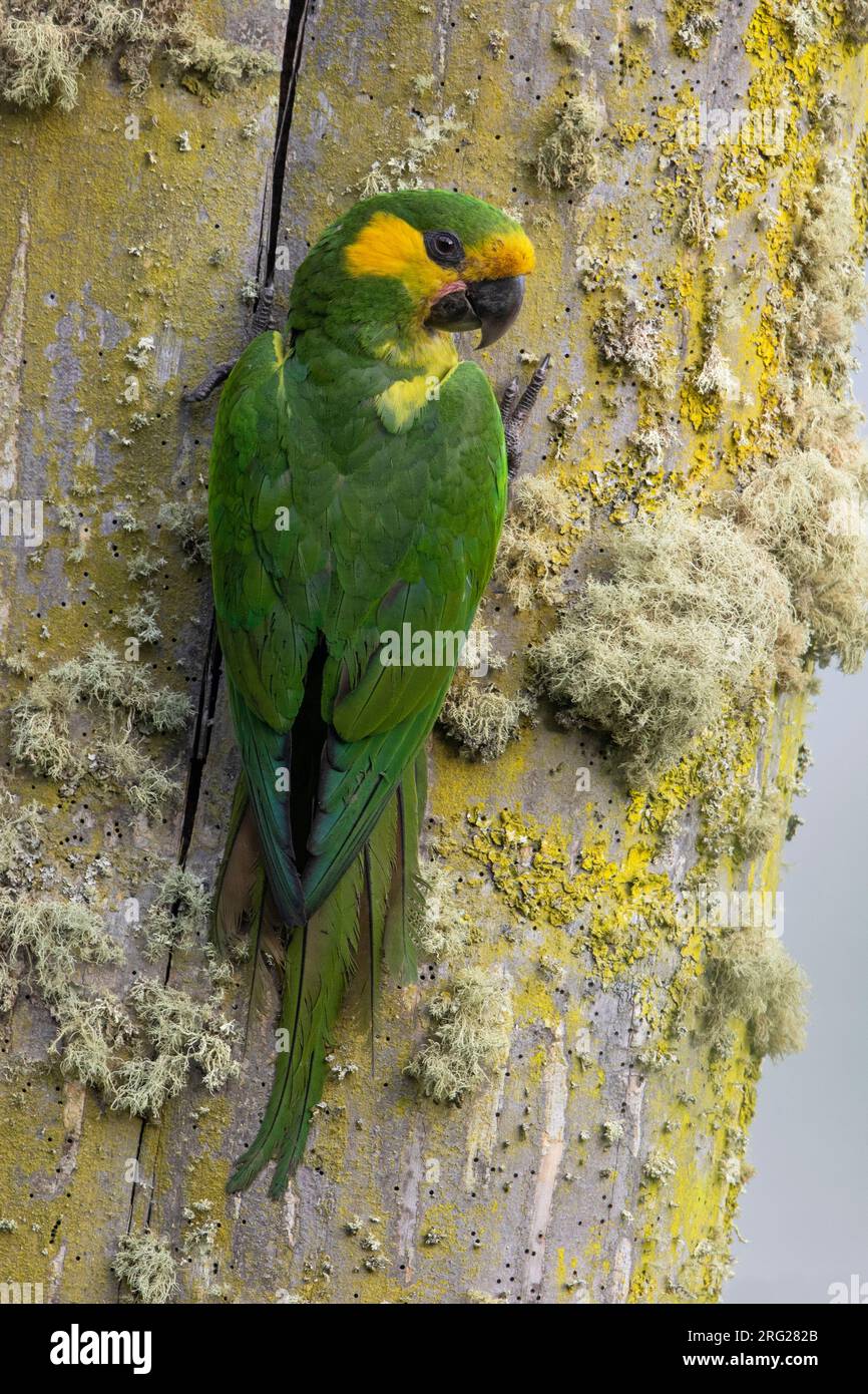 Yellow-eared Parrot (Ognorhynchus icterotis) at Cajamarca, Tolima, Colombia. IUCN Status Vulnerable. Stock Photo