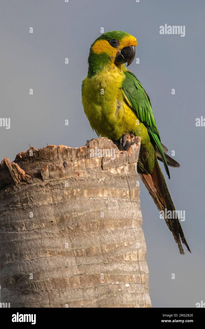 Yellow-eared Parrot (Ognorhynchus icterotis) at Cajamarca, Tolima, Colombia. IUCN Status Vulnerable. Stock Photo