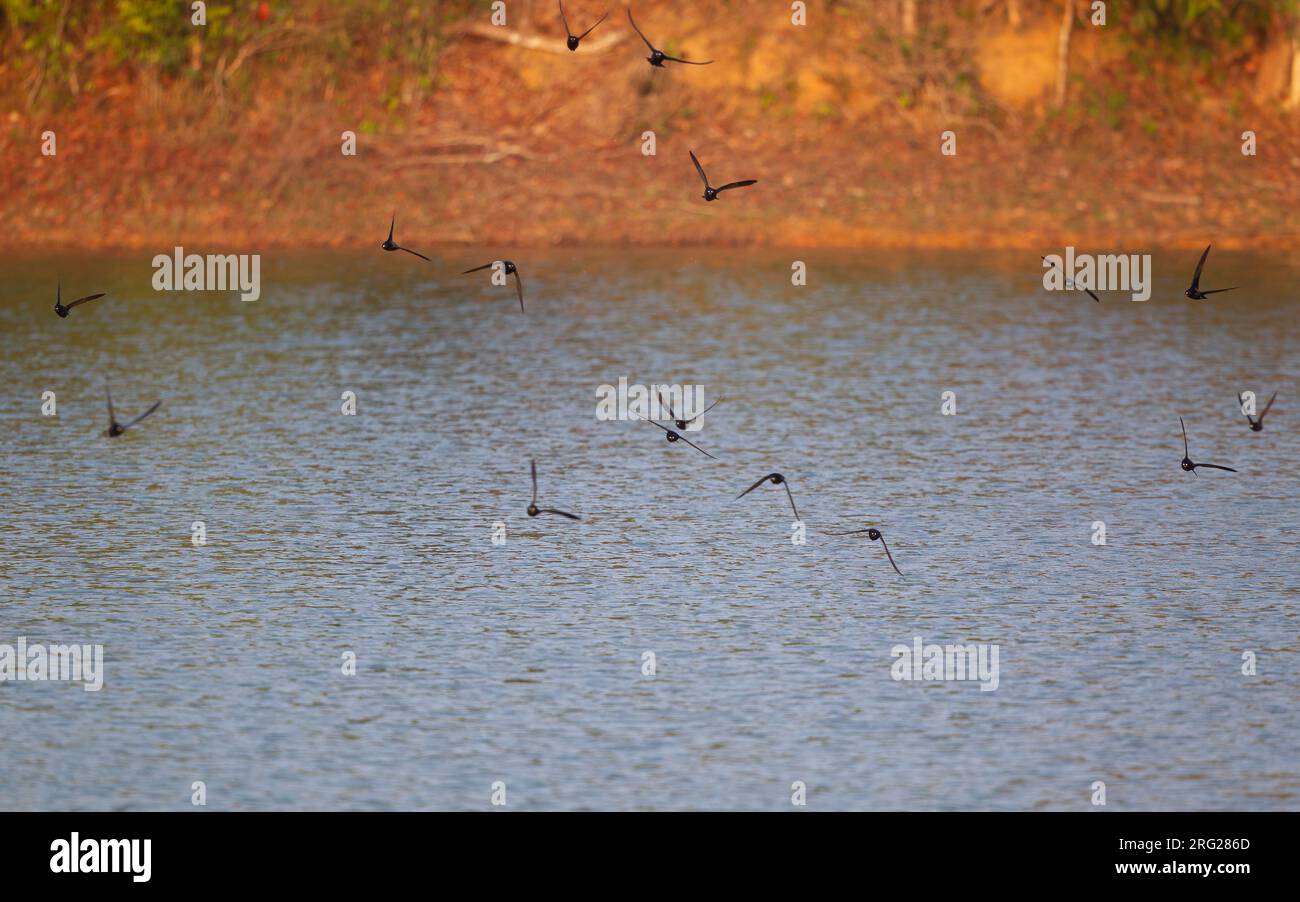 Brownbacked Needletail (Hirundapus giganteus) flock flying over water