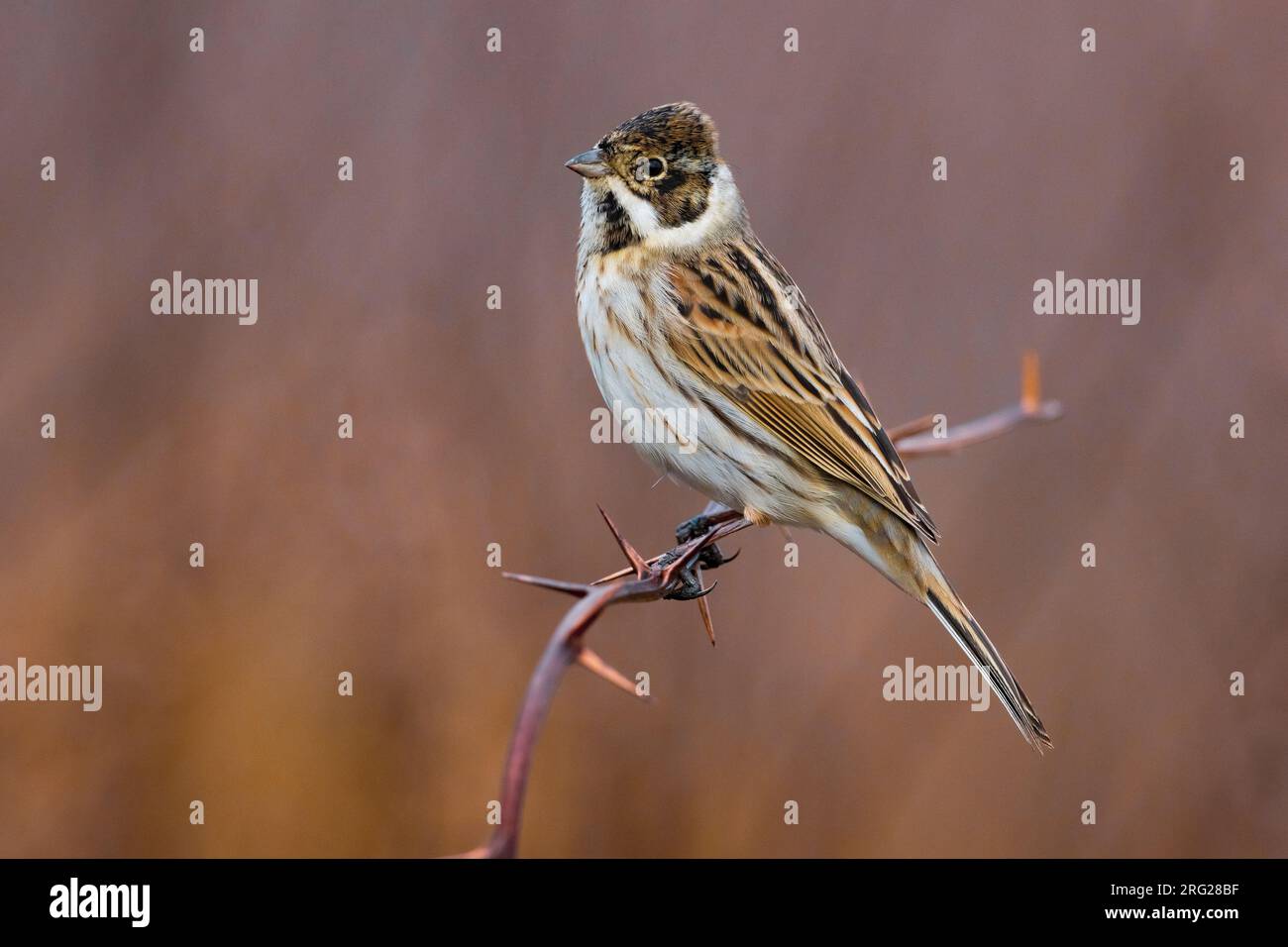 Wintering male Common reed bunting (Emberiza schoeniclus) in Italy. Stock Photo