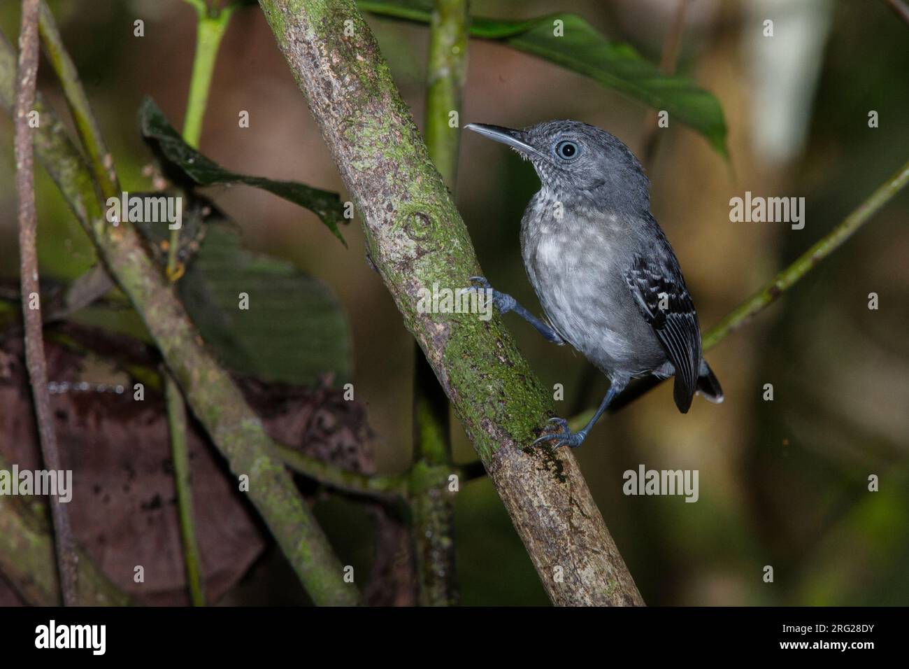 A Female Black-chinned Antbird (Hypocnemoides melanopogon occidentalis) at Inírida, Guainía, Colombia. Stock Photo