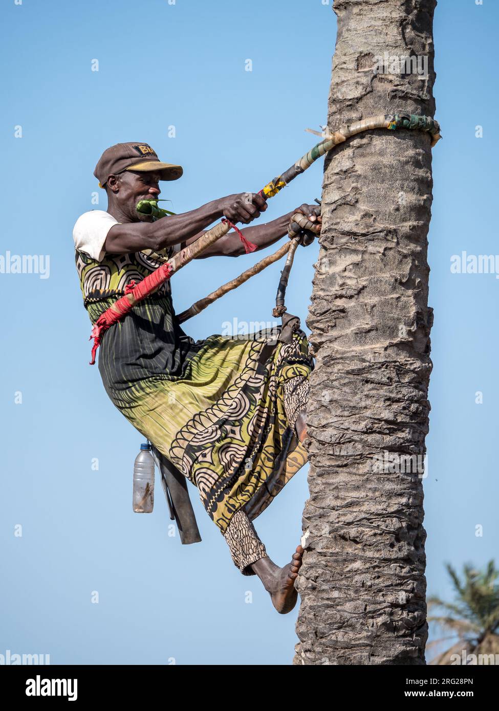 Typical landscape in the Gambia. Man climbing a coconut tree. Stock Photo