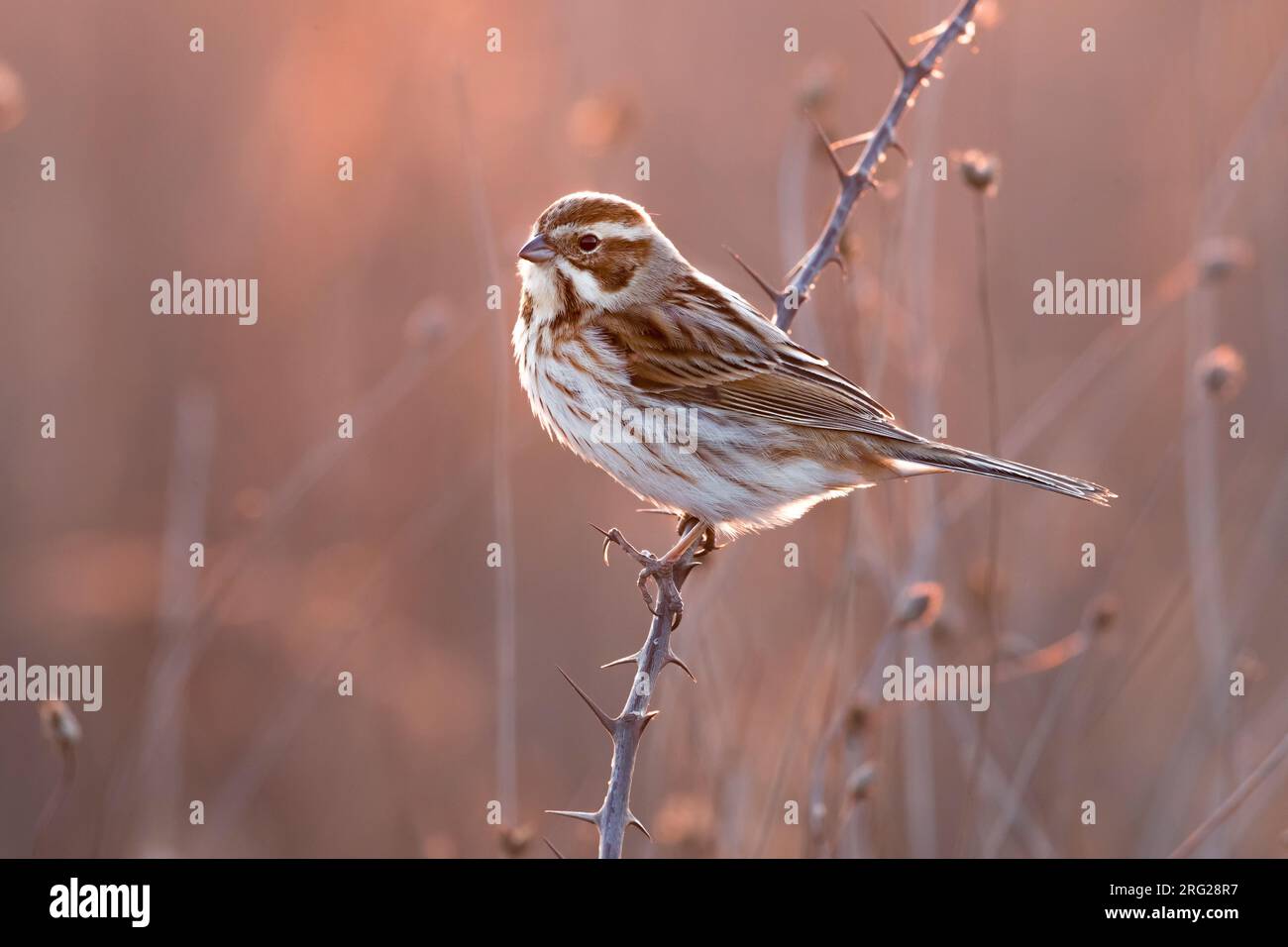 Wintering Common Reed Bunting (Emberiza schoeniclus) perched on a small twig in a rural field in Italy. Photographed with backlight. Stock Photo