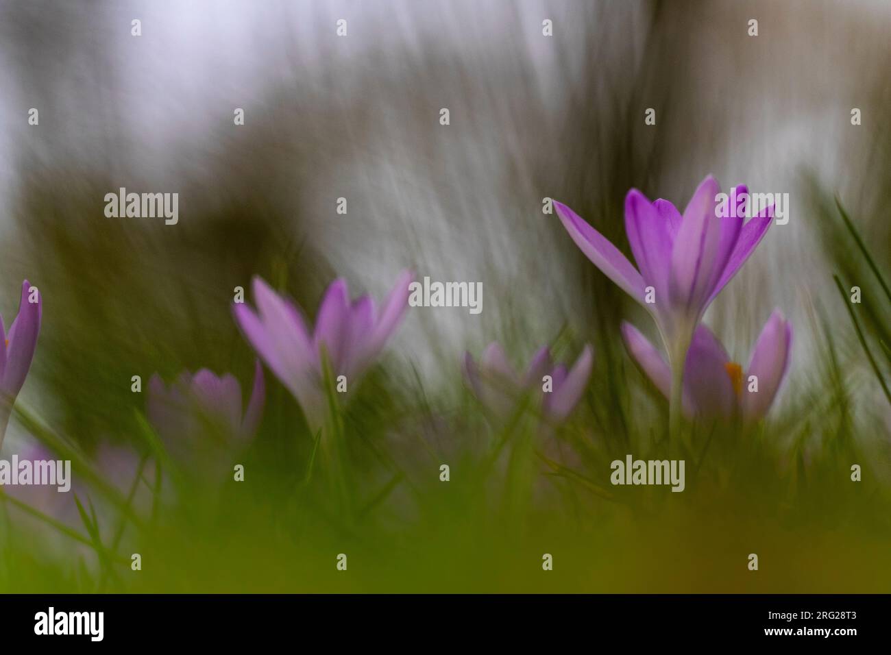 Early crocu hi-res stock photography and images - Alamy
