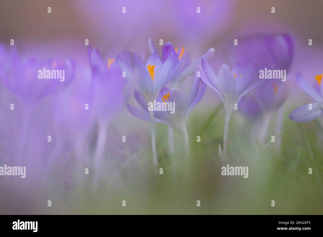 Early Crocu, Crocus tommasinianus Stock Photo