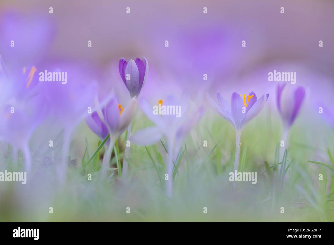 Early crocu hi-res stock photography and images - Alamy