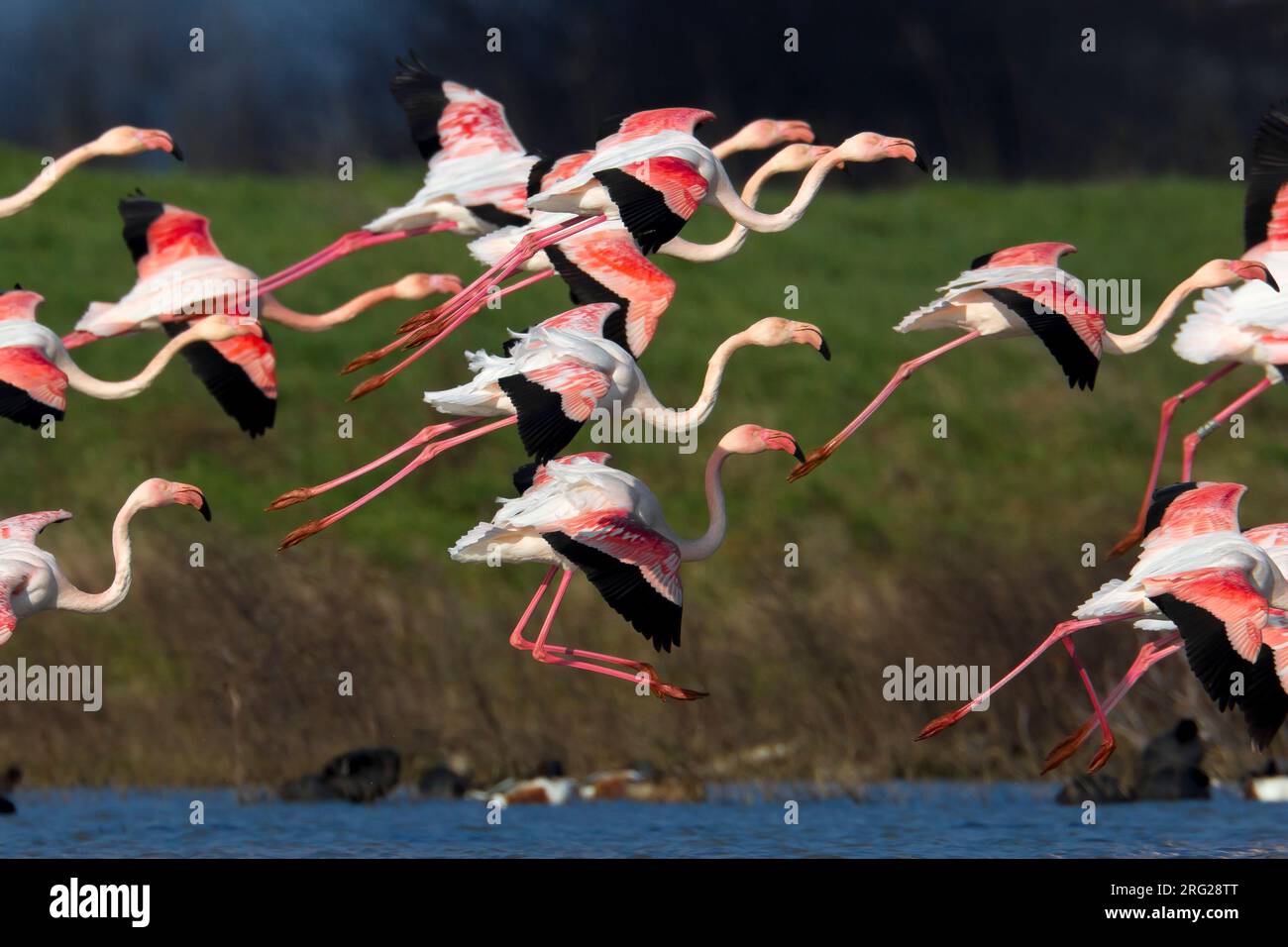 Flamingo's in de vlucht; Greater Flamingos in flight Stock Photo
