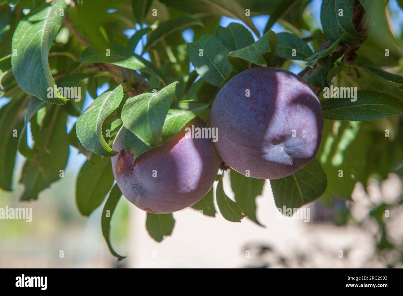 Black gold plums in branch. Vegas Altas del Guadiana plantations, Badajoz, Spain Stock Photo