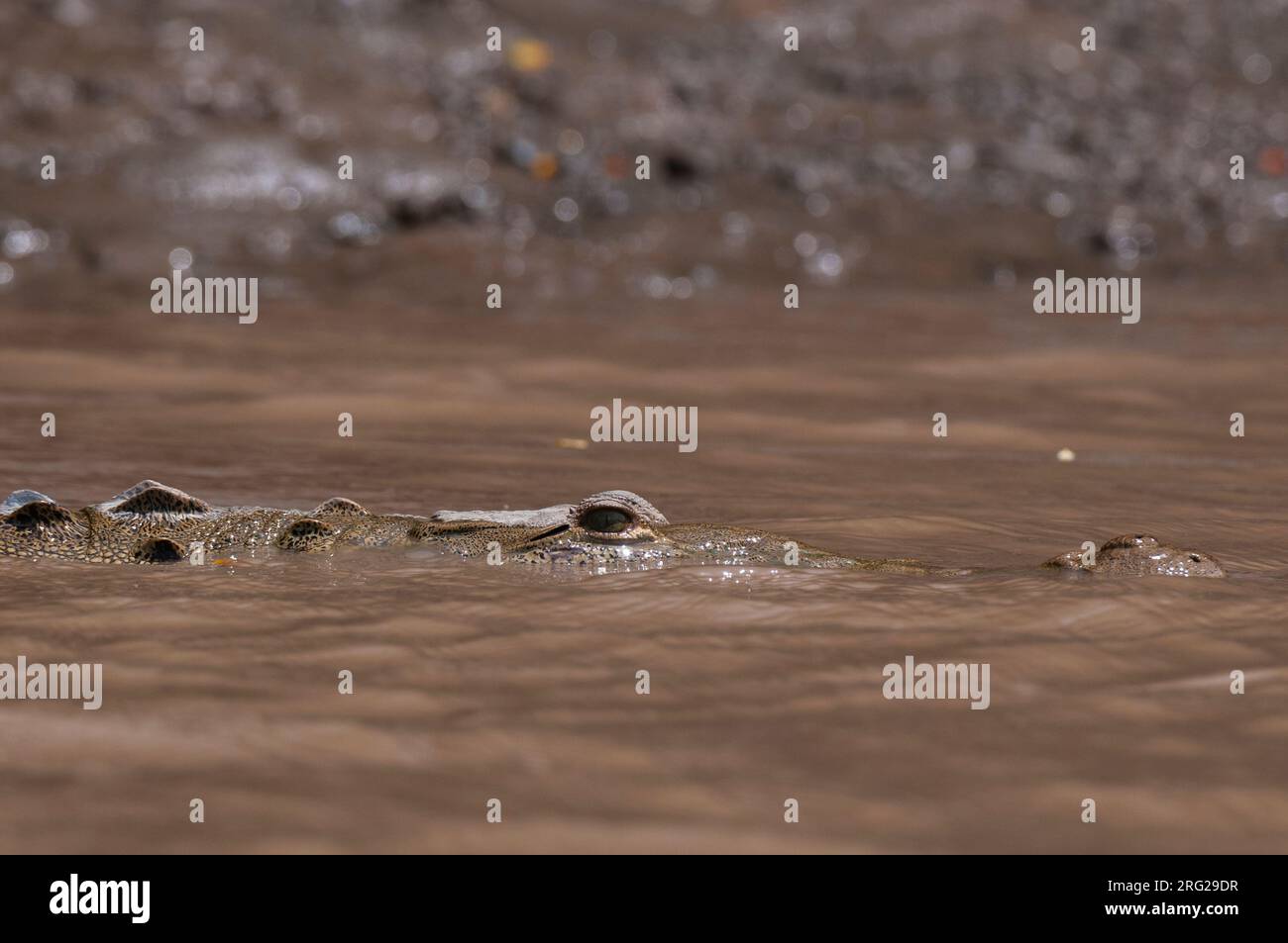 An American crocodile, Crocodylus acutus, swimming in muddy water. Costa Rica Palo Verde National Park, Costa Rica. Stock Photo