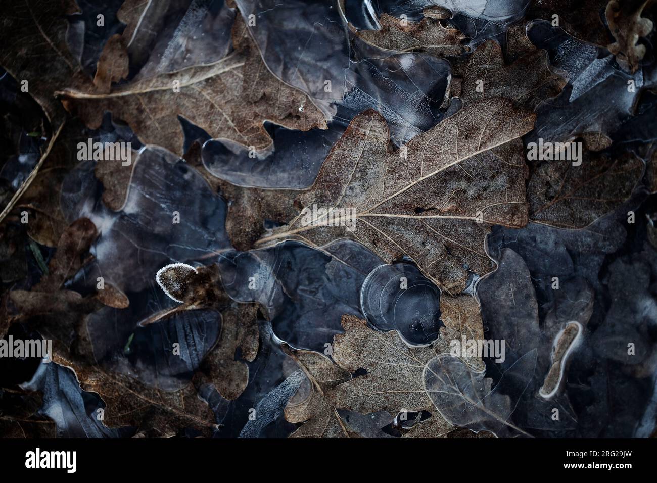 Berijpt blad, Frosted leaves Stock Photo