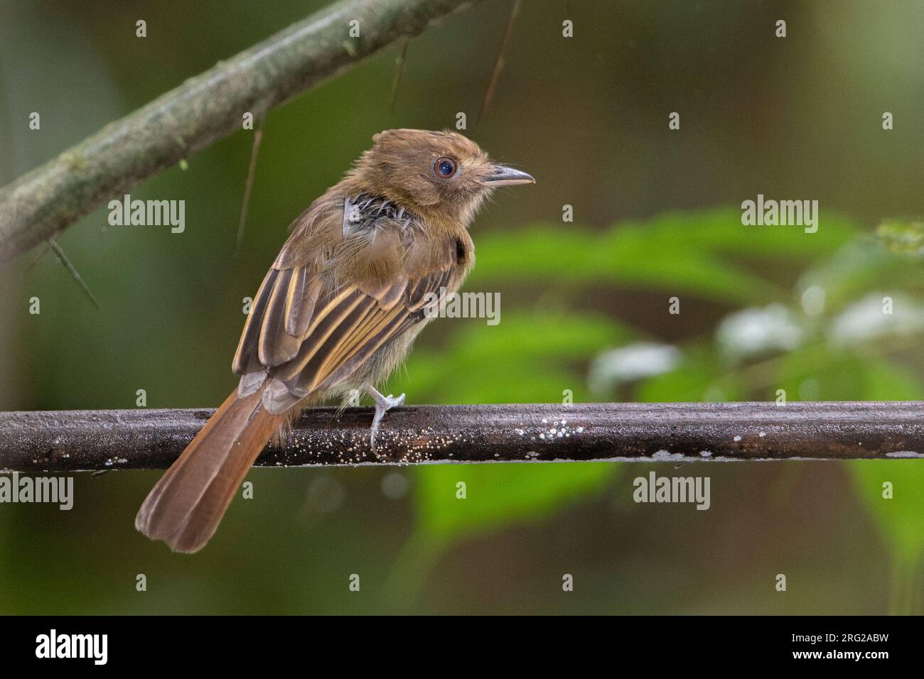 Brownish Twistwing (Cnipodectes subbrunneus minor) at PNN Amacayacu, Colombia. Stock Photo