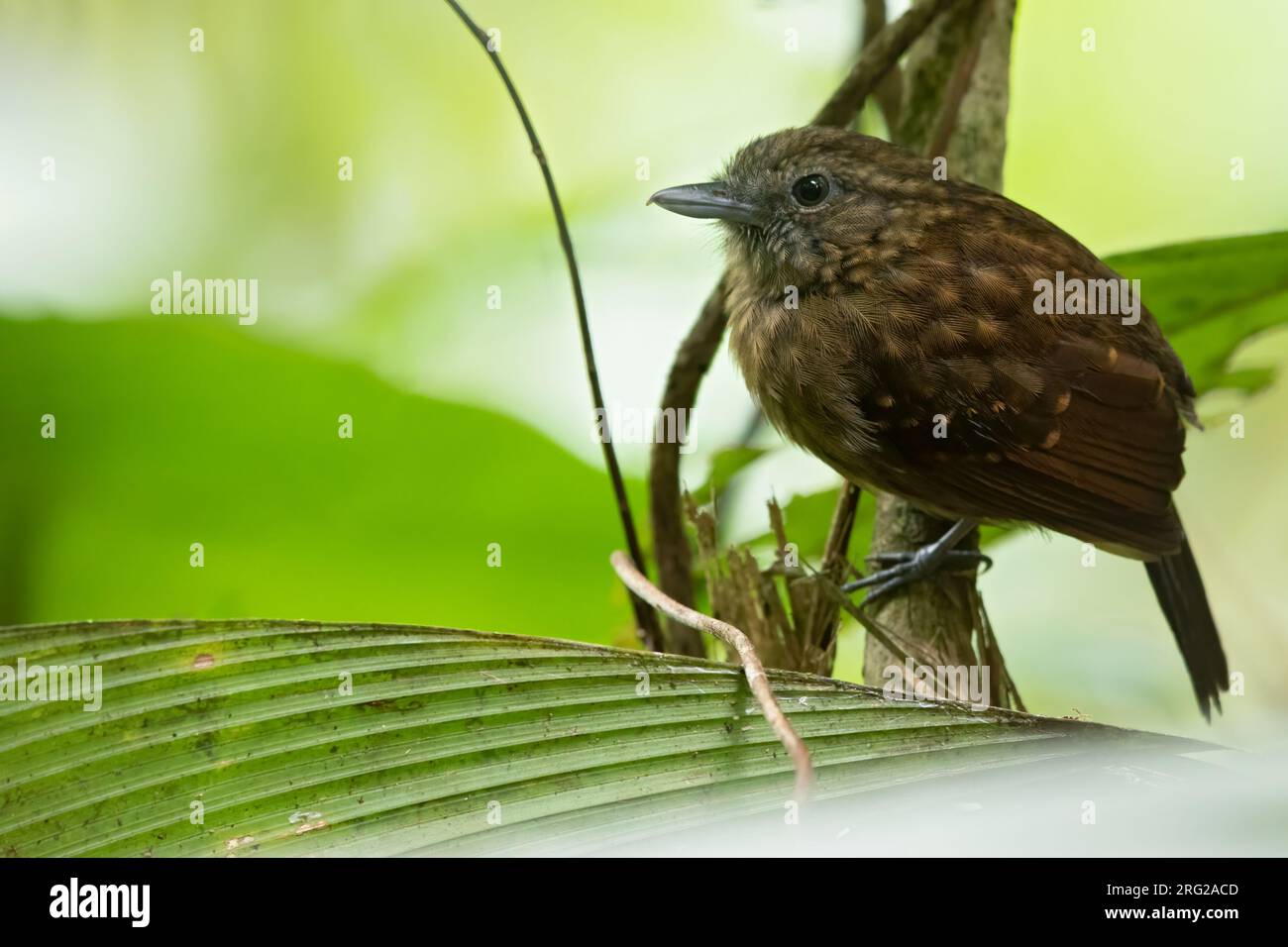 Female Spiny-faced Antshrike (Xenornis setifrons) perched on a branch in a rainforest in Panama. Also known as Speckled Antshrike. Stock Photo
