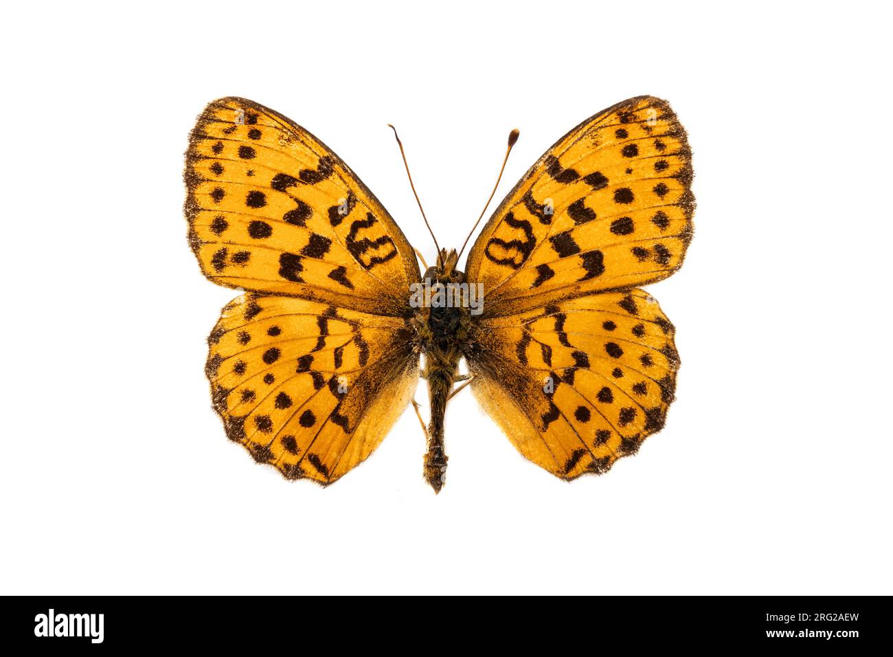 Marbled Fritillary, Braamparelmoervlinder, Brenthis daphne Stock Photo