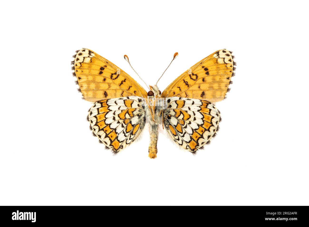 Glanville Fritillary, Veldparelmoervlinder, Melitaea cinxia Stock Photo