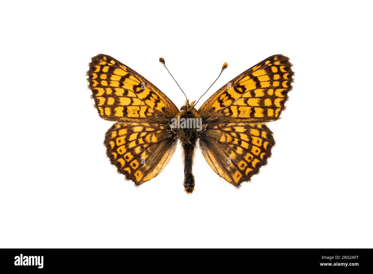 Glanville Fritillary, Veldparelmoervlinder, Melitaea cinxia Stock Photo