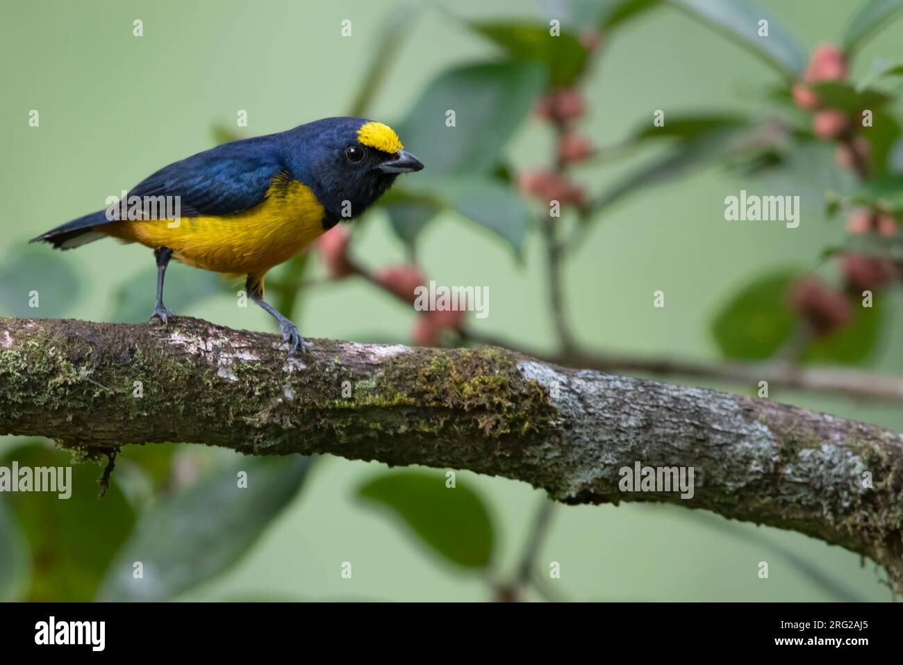 Male Fulvous-vented Euphonia (Euphonia fulvicrissa) perched on a branch in a rainforest in Panama. It is found in the Tumbes-Chocó-Magdalena region. Stock Photo