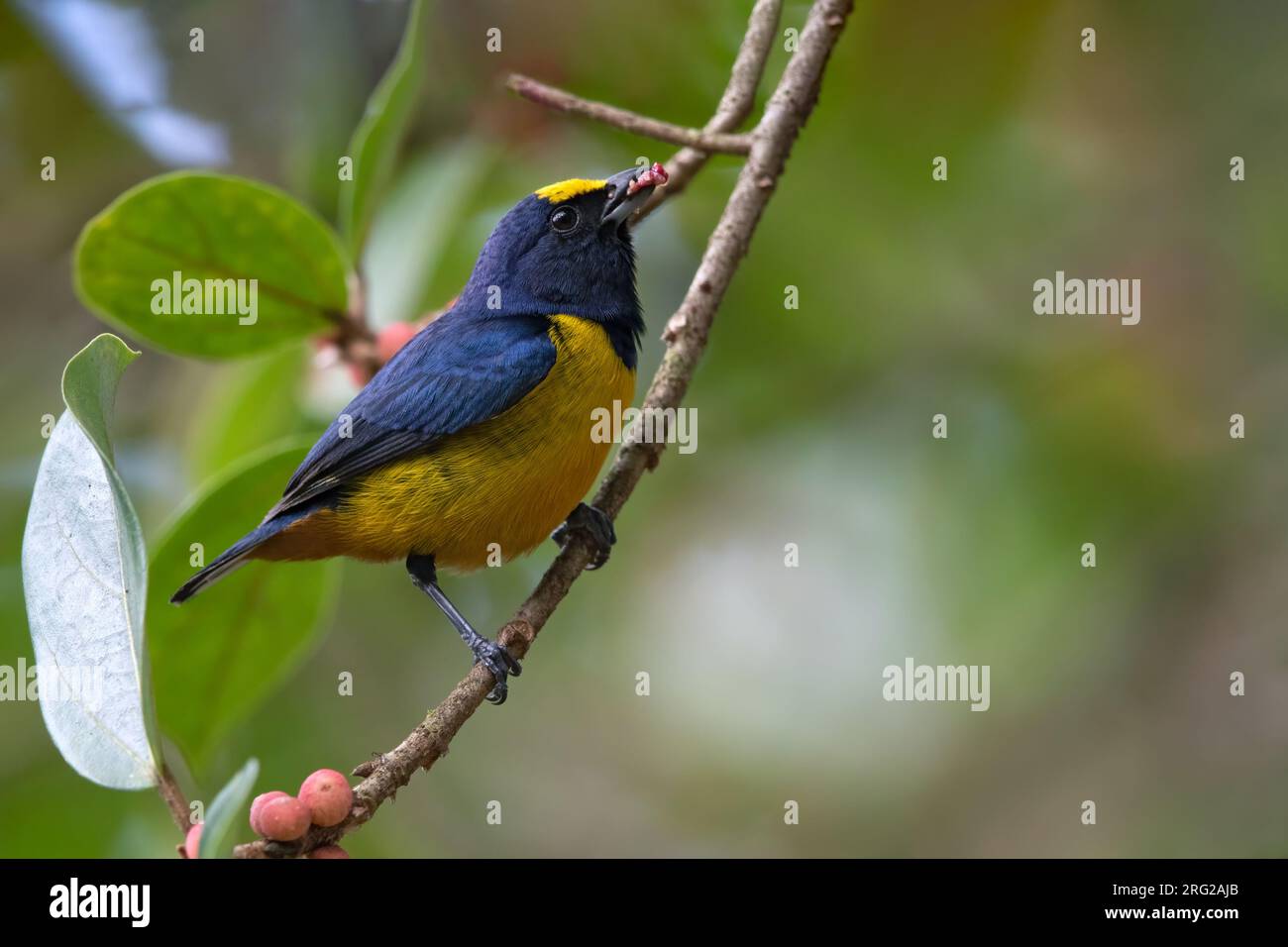 Male Fulvous-vented Euphonia (Euphonia fulvicrissa) perched on a branch in a rainforest in Panama. It is found in the Tumbes-Chocó-Magdalena region. Stock Photo