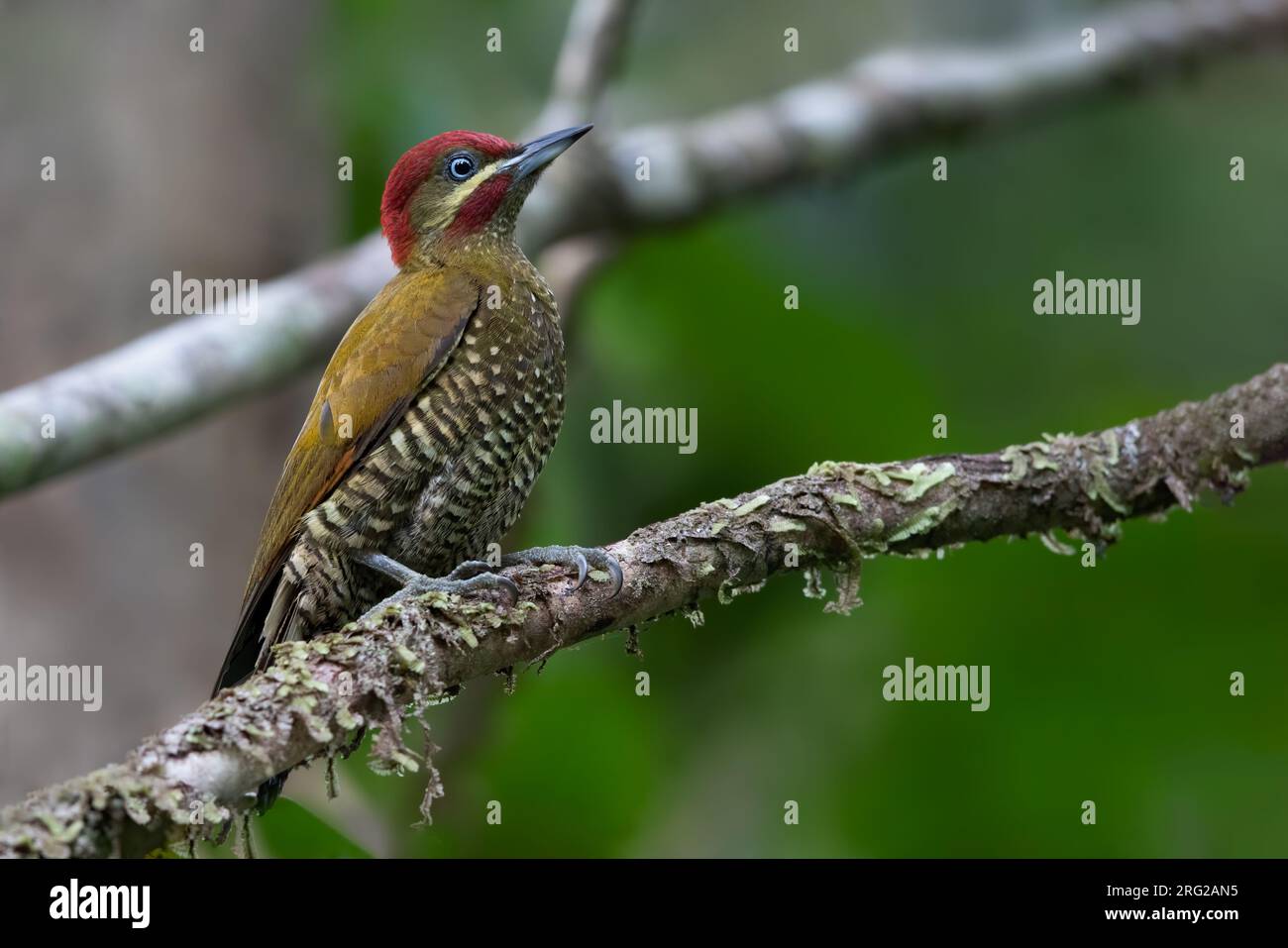 Stripe-cheeked Woodpecker (Piculus callopterus) perched on a branch in a rainforest in Panama. It is uncommon in humid forests in the Panamanian footh Stock Photo
