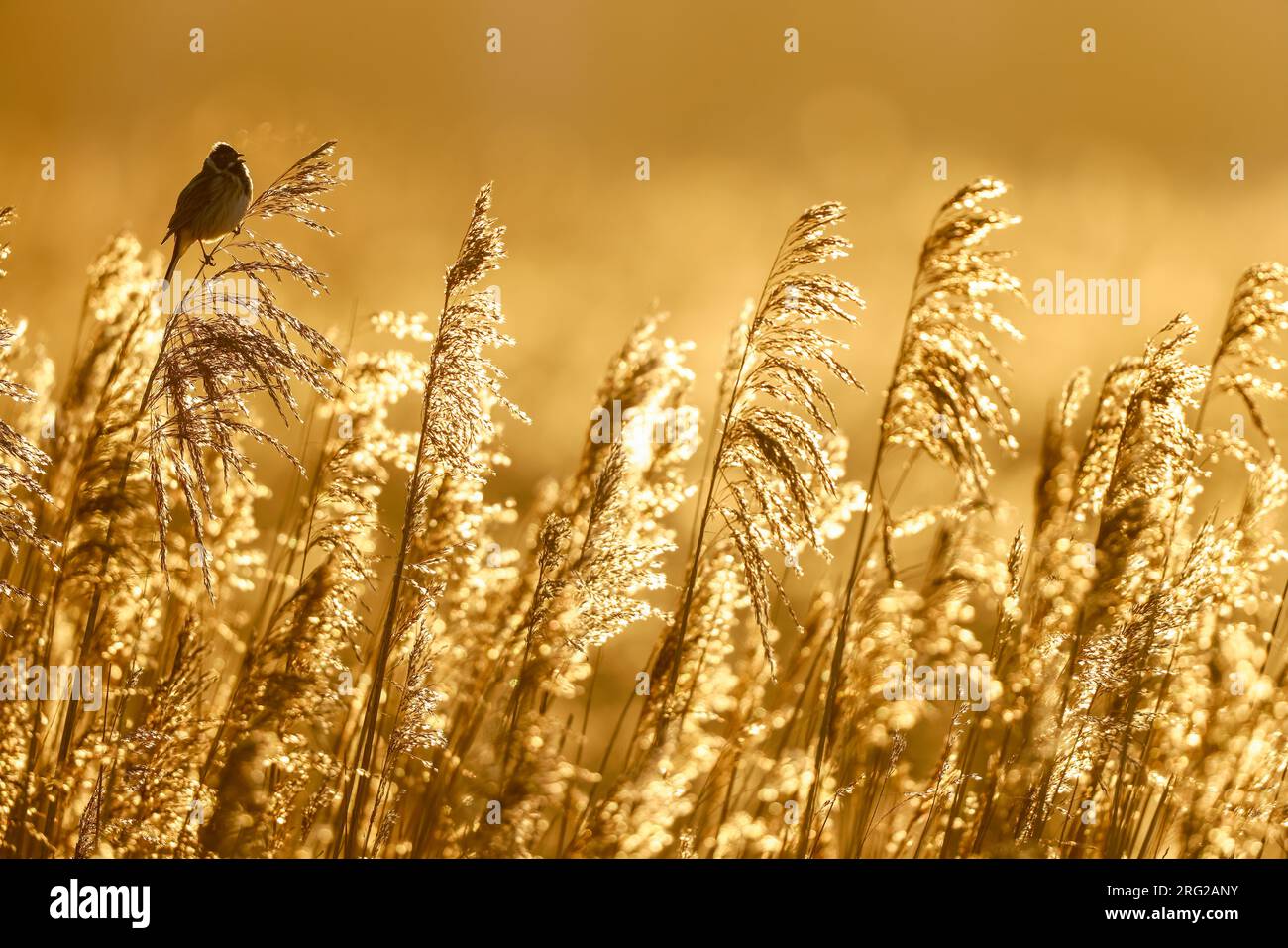 Reed bunting spring hi-res stock photography and images - Alamy