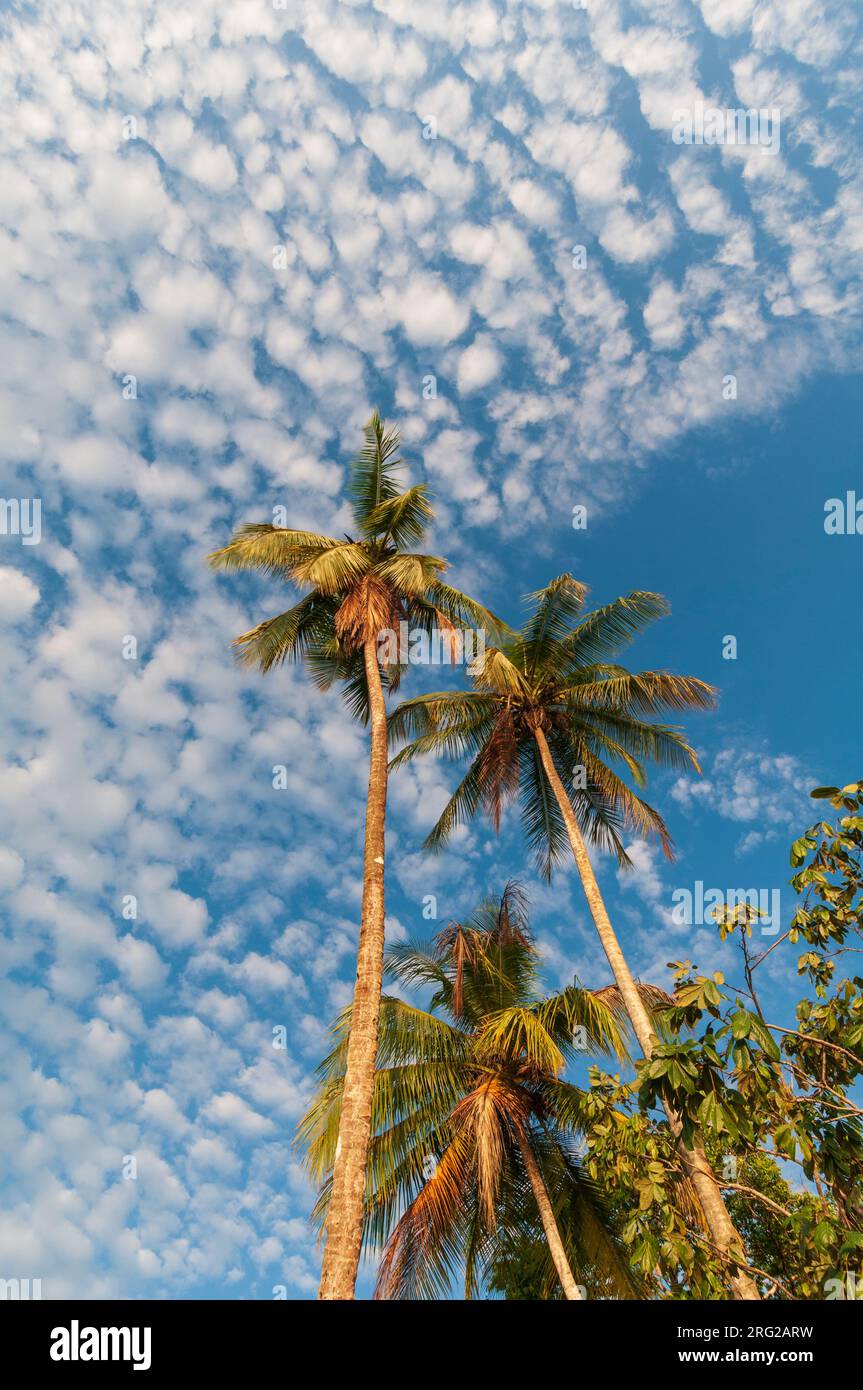 A stand of palm trees against a sky filled with puffy little clouds. Drake Bay, Osa Peninsula, Costa Rica. Stock Photo