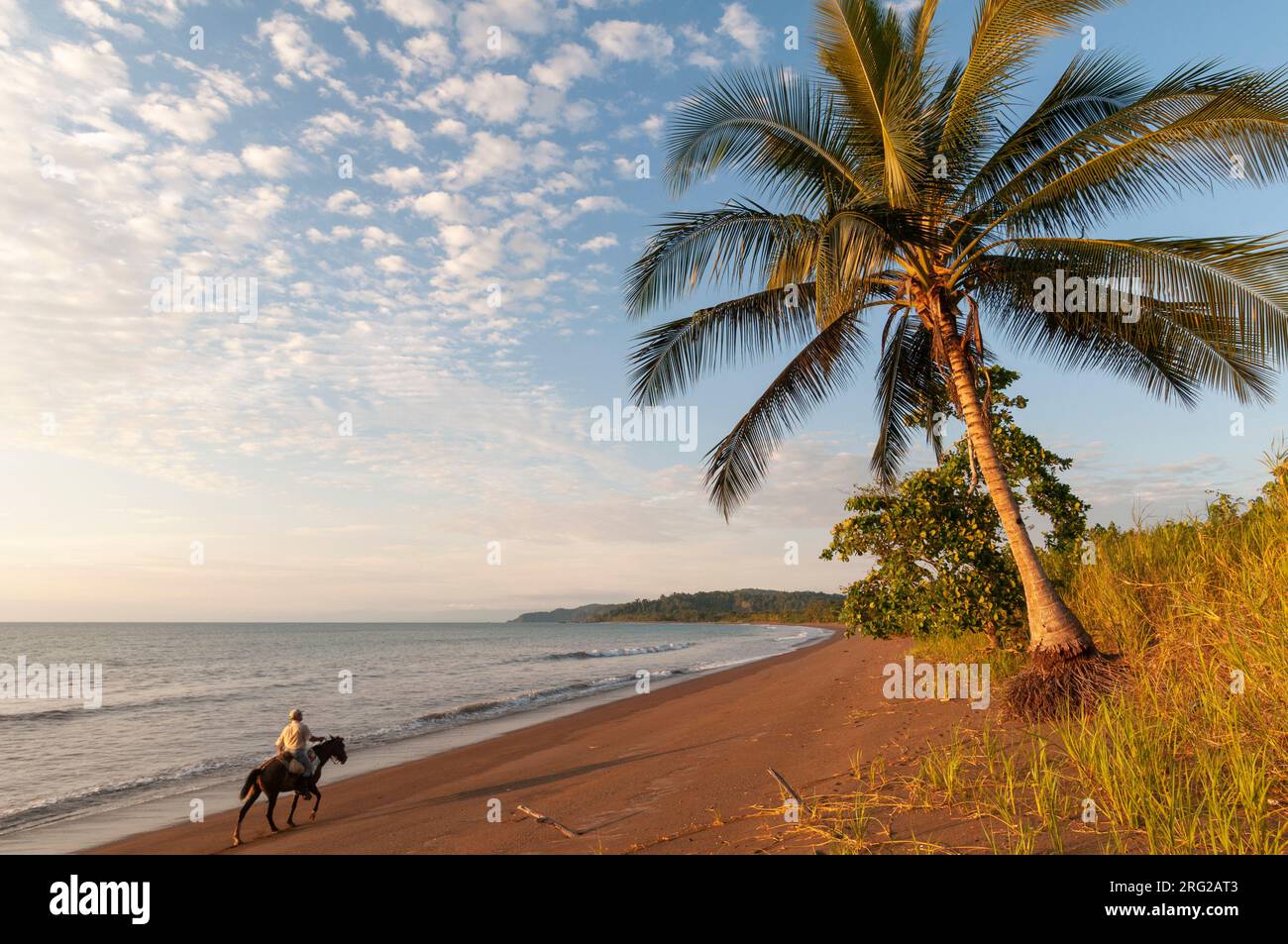 A person riding a horse past a palm tree on a sandy beach. Drake Bay, Osa Peninsula, Costa Rica. Stock Photo