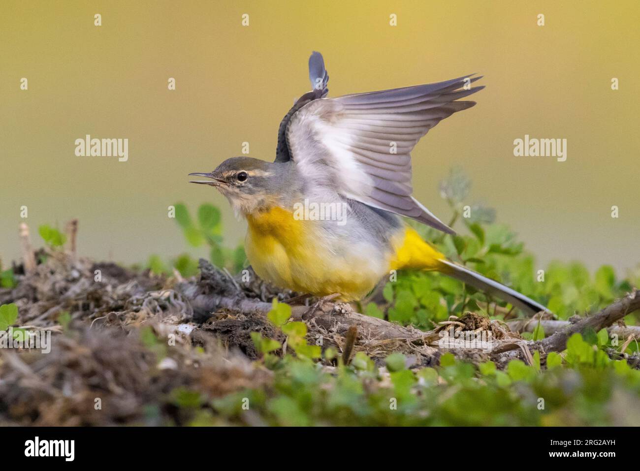 Grey Wagtail (Motacilla cinerea), side view of an adult in winter plumage stretching its wings, Campania, Italy Stock Photo