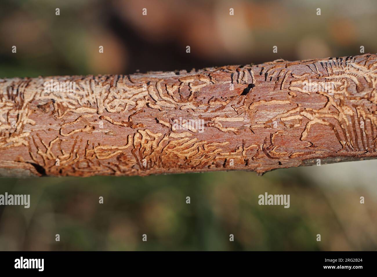 branch of elm tree Latin ulmus or frondibus ulmi showing effects of Dutch elm disease also called grafiosi del olmo and a pattern the beetle makes Stock Photo