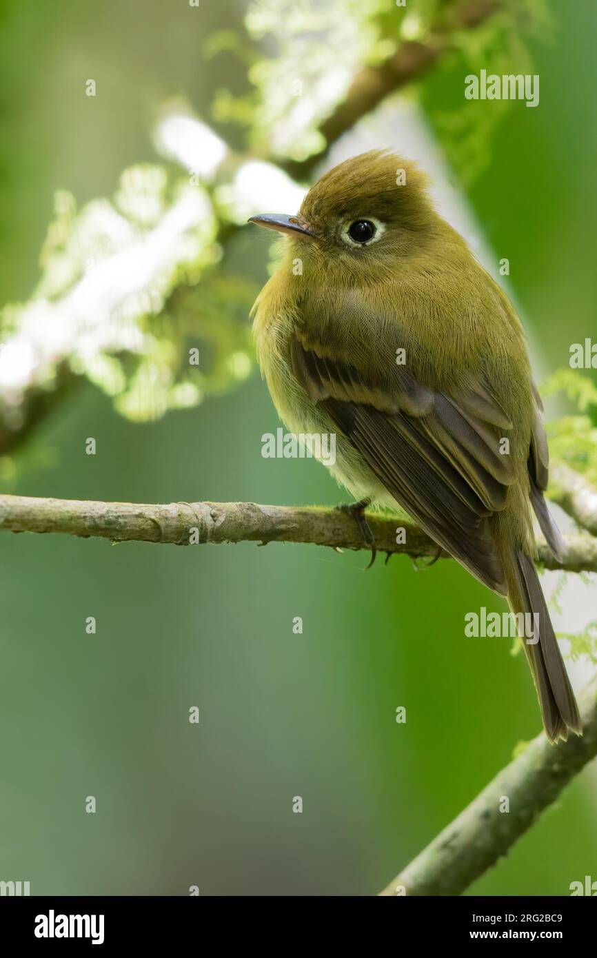 Yellowish Flycatcher (Empidonax flavescens) perched on a branch in a rainforest in Panama. Stock Photo