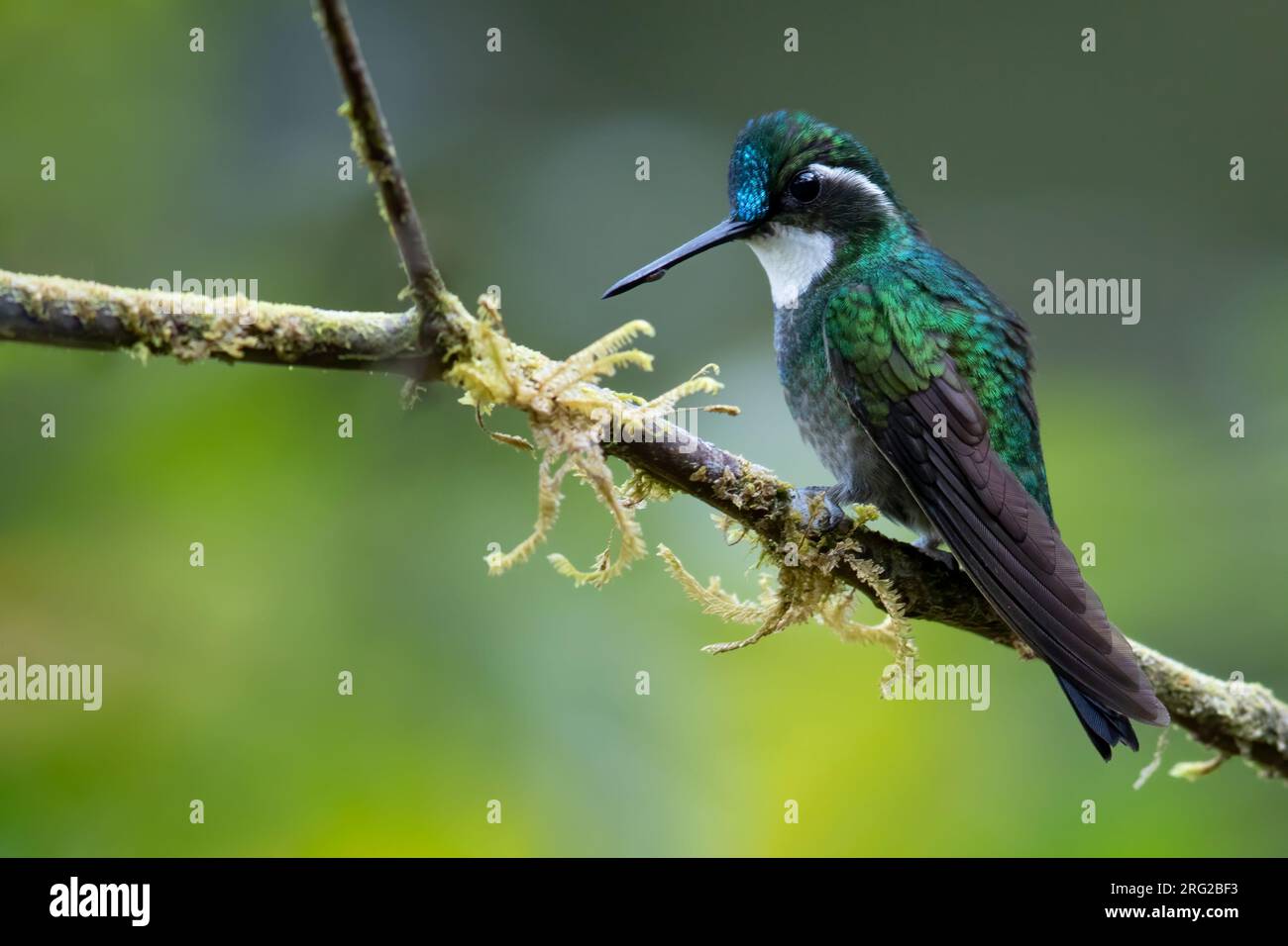 White-throated Mountaingem (Lampornis castaneoventris) perched on a branch, against a green background, in a montane rainforest in Panama. Stock Photo