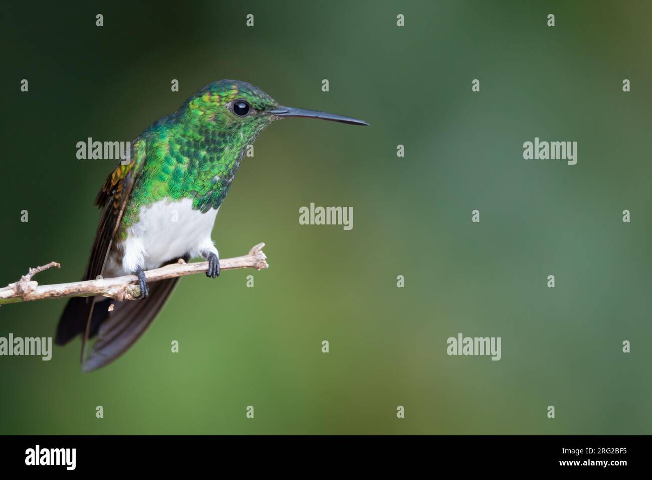 Snowy-bellied Hummingbird (Saucerottia edward) perched on a branch in a rainforest in Panama. Stock Photo