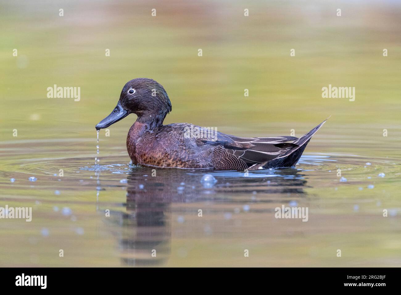 Brown Teal (Anas chlorotis) in Tawharanui Regional Park, Auckland, in