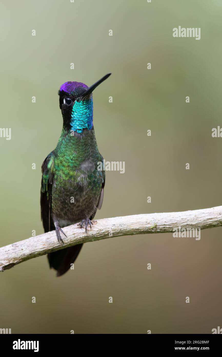 Talamanca Hummingbird (Eugenes spectabilis) perched on a branch in a rainforest in Panama. Also known as Admirable hummingbird. Stock Photo