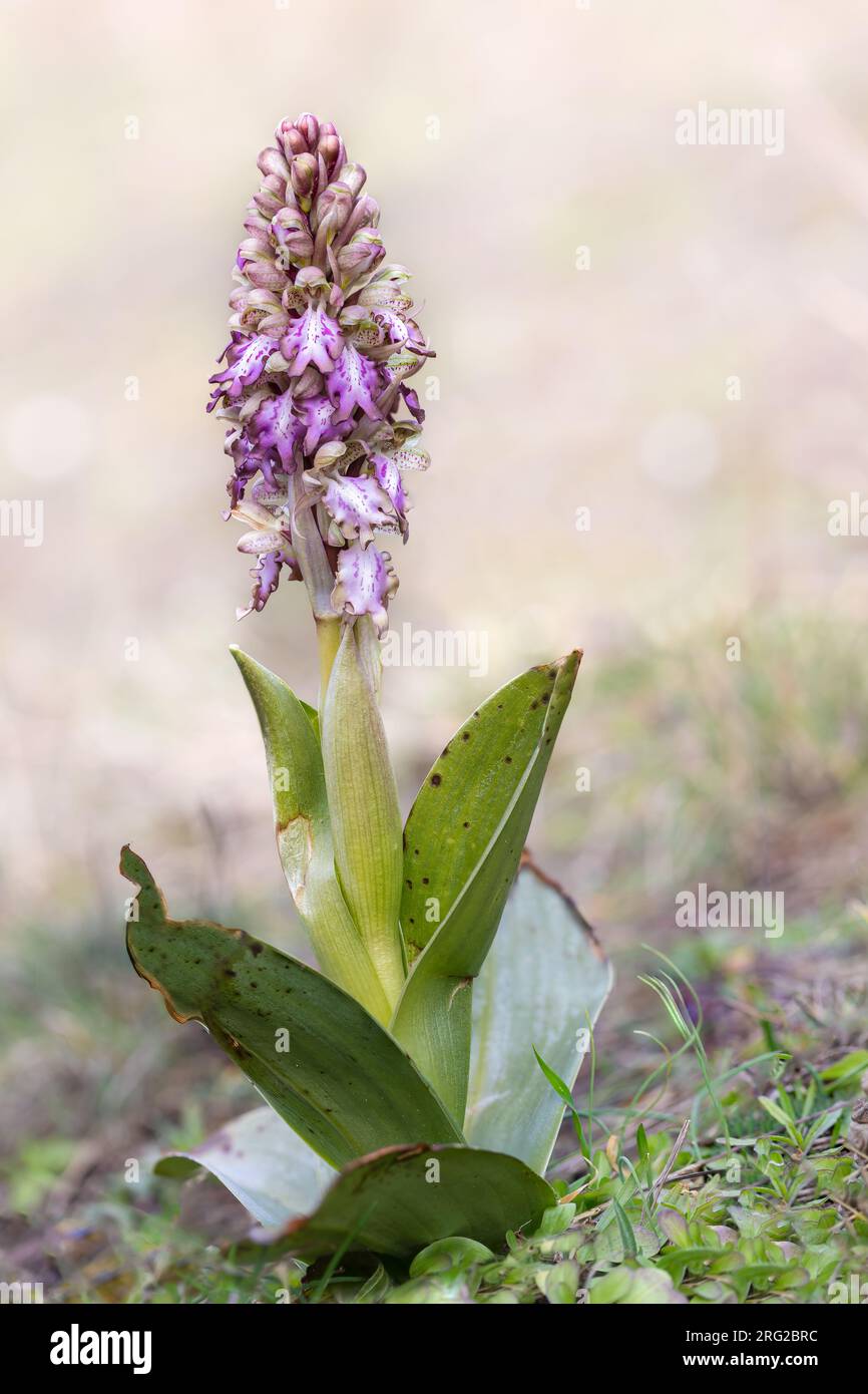 In March 2020, a small population of Himantoglossum robertianum (Giant orchid) was discovered in the dunes near Noordwijk, Province of Zuid-Holland, w Stock Photo