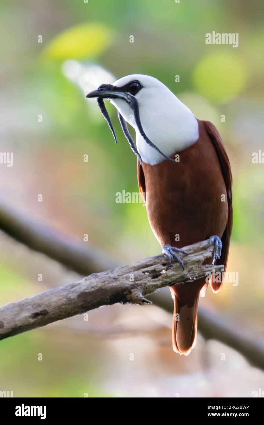 Wintering male Three-wattled Bellbird (Procnias tricarunculatus) perched on a branch in a montane rainforest in Panama. They are more often heard than Stock Photo