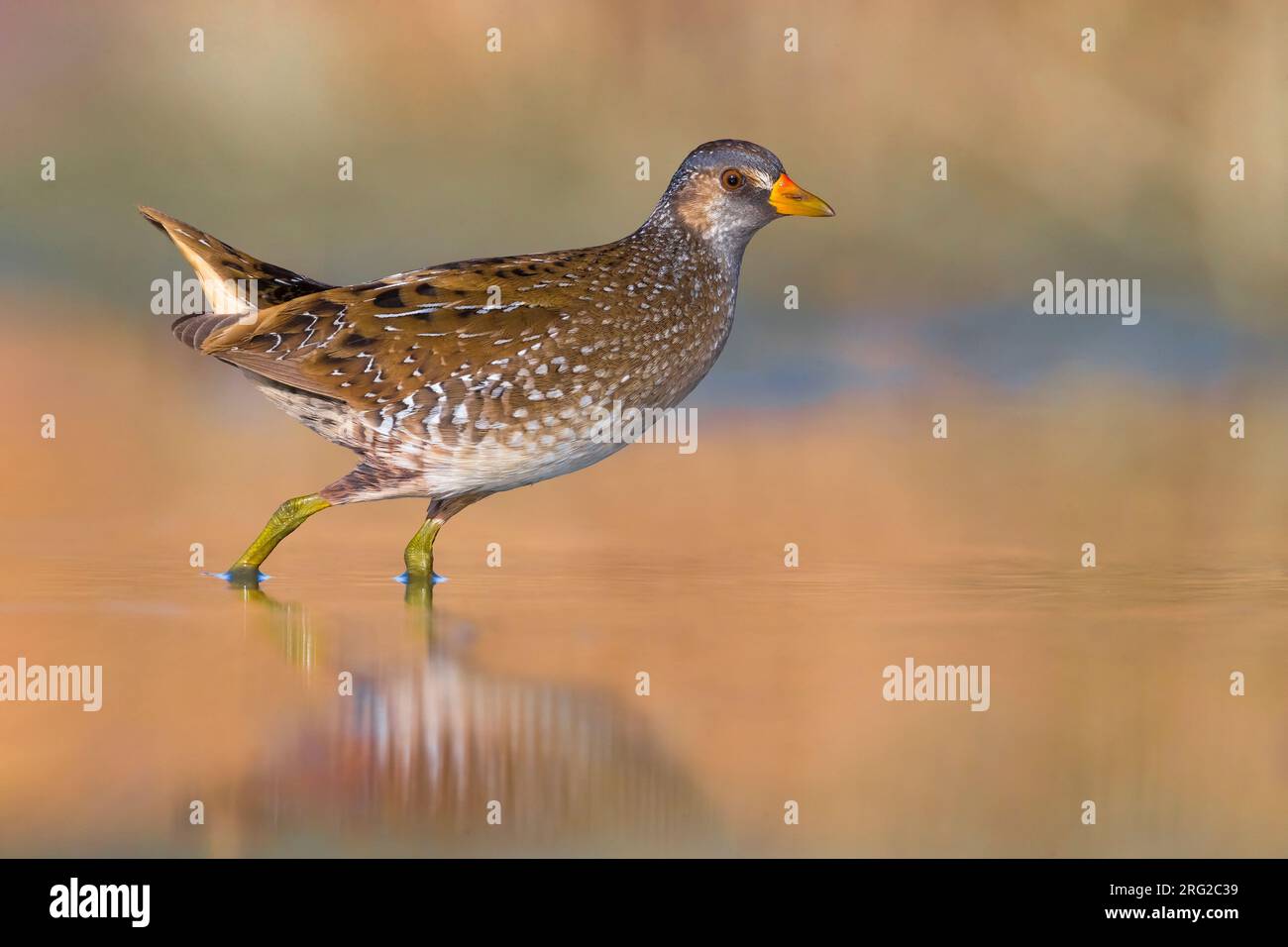 Adult Spotted Crake (Porzana porzana) standing alert in shallow water in local marshland in Italy. Stock Photo