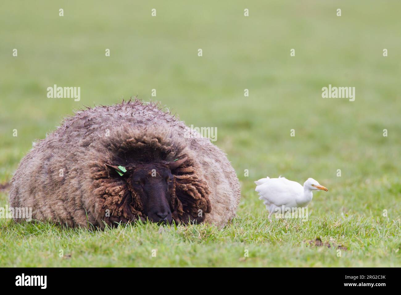 Winter plumaged Cattle Egret (Bubulcus ibis) foraging in a Dutch meadow next to a domestic sheep. Stock Photo