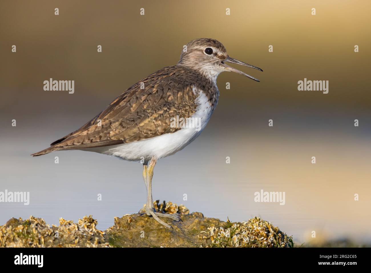 Common Sandpiper (Actitis hypoleucos), side view of an adult standing on a rock, Campania, Italy Stock Photo