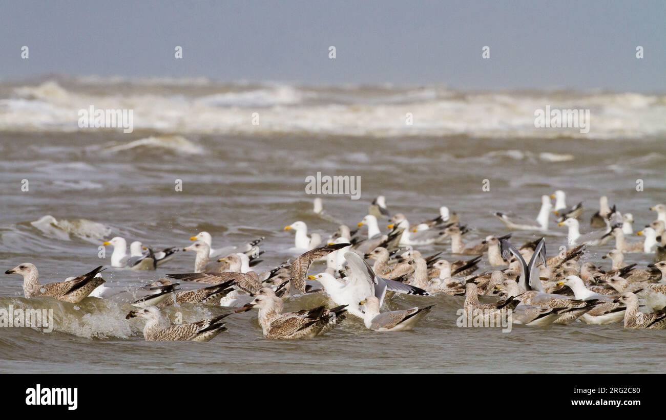 Herring Gull, Larus argentatus argentatus birds foraging on shellfish washed ashore after storm Stock Photo