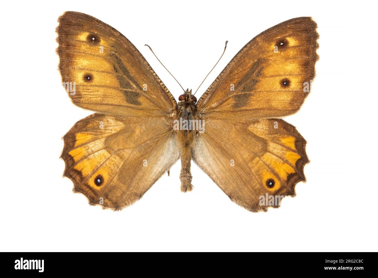 Grayling, Heivlinder, , Hipparchia semele Stock Photo