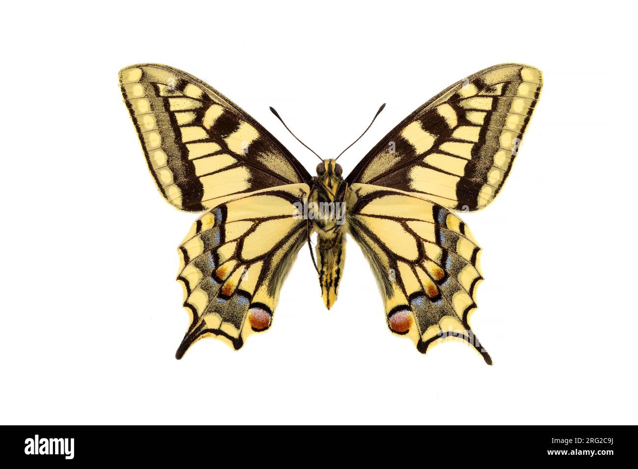 Swallowtail, Koninginnepage, Papilio machaon Stock Photo