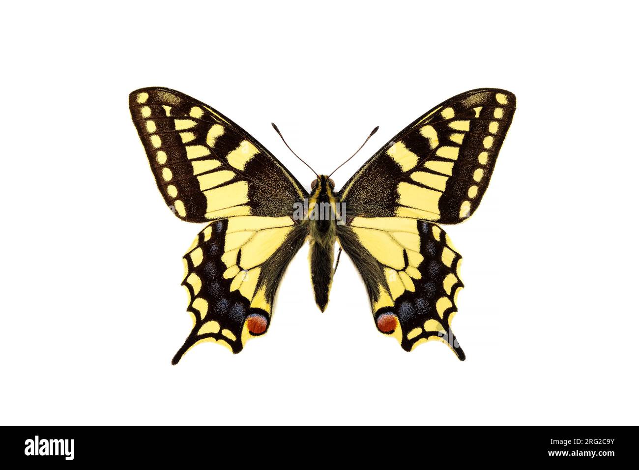 Swallowtail, Koninginnepage, Papilio machaon Stock Photo